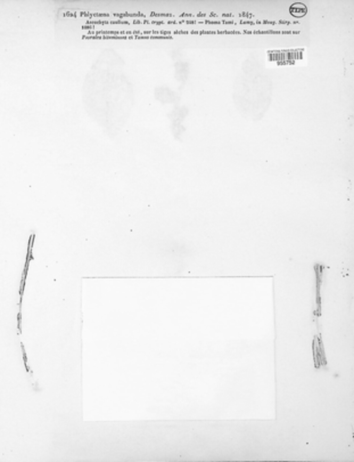 Neofabraea alba image